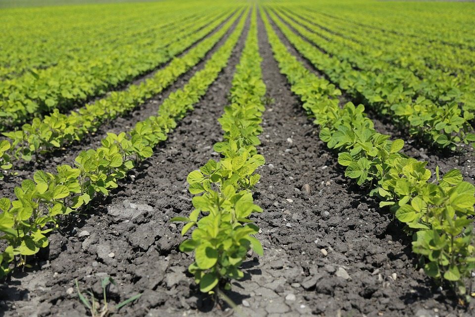crops
