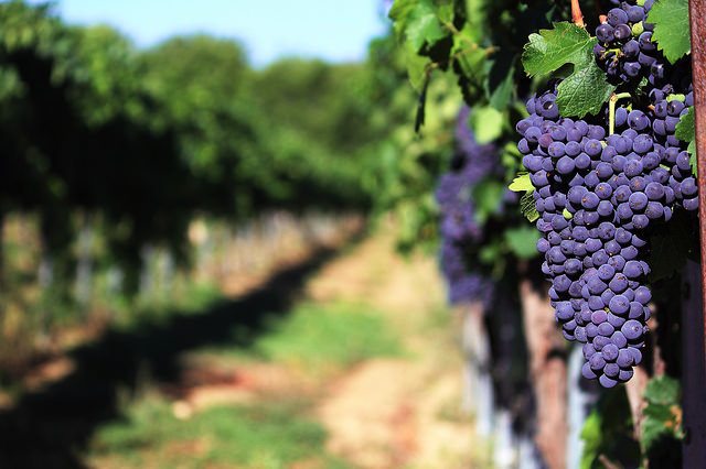 vineyard