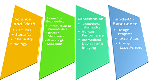 What Classes Will I Have to Take for a Degree in Biomedical Engineering?
