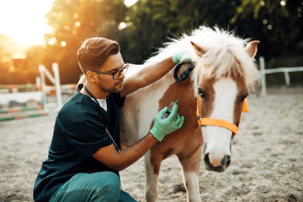 become a veterinarian