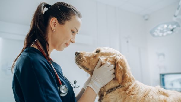 become a veterinarian